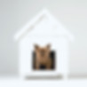 Dog House