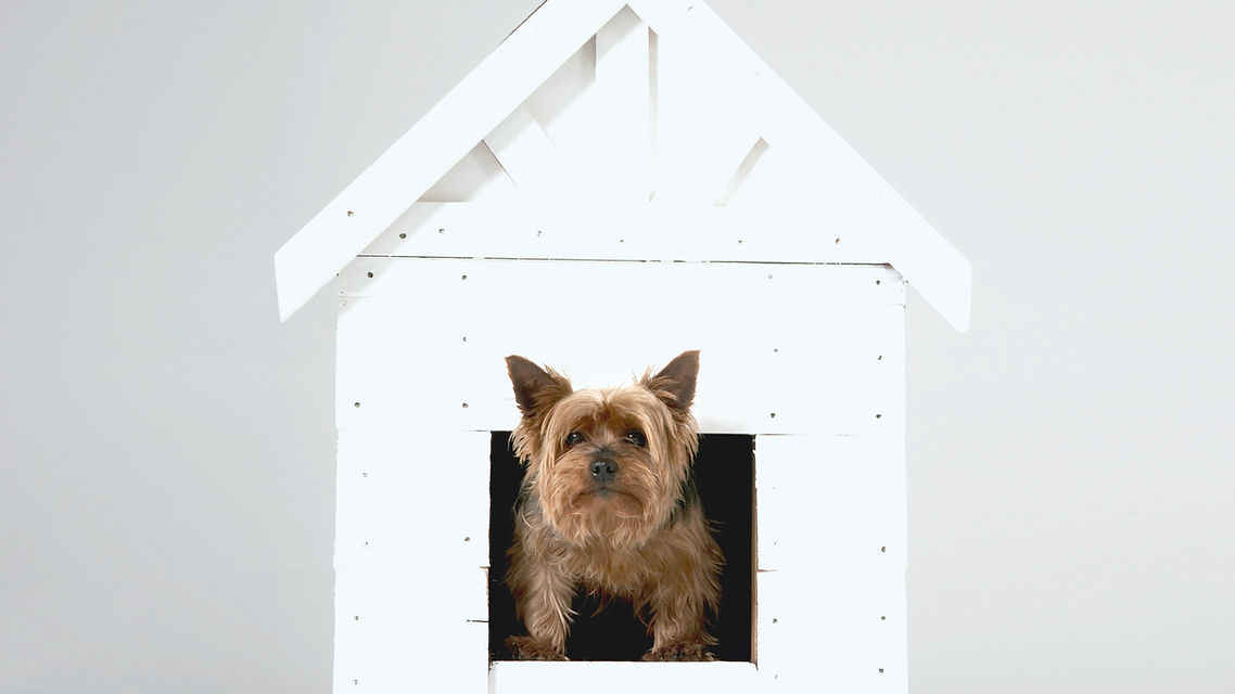 Den doggy daycare outlet