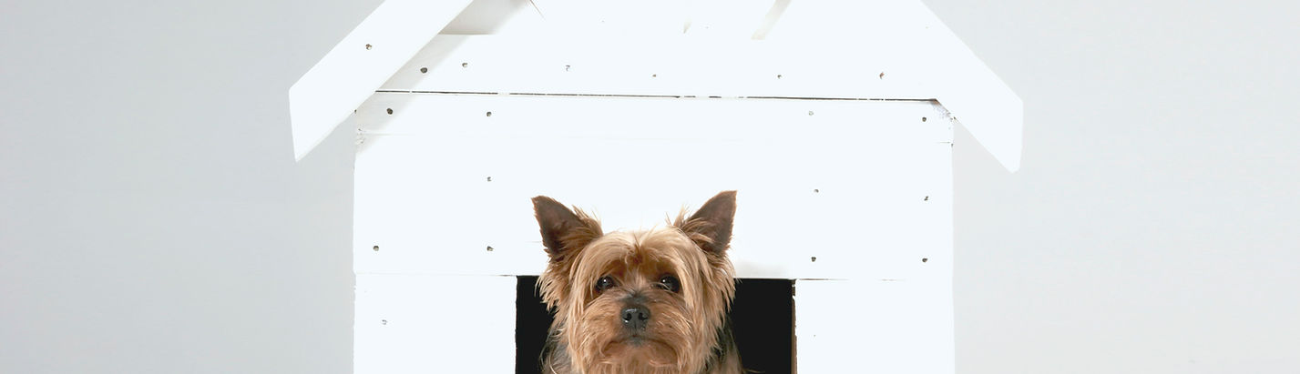 Casa de perro