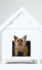 Dog House