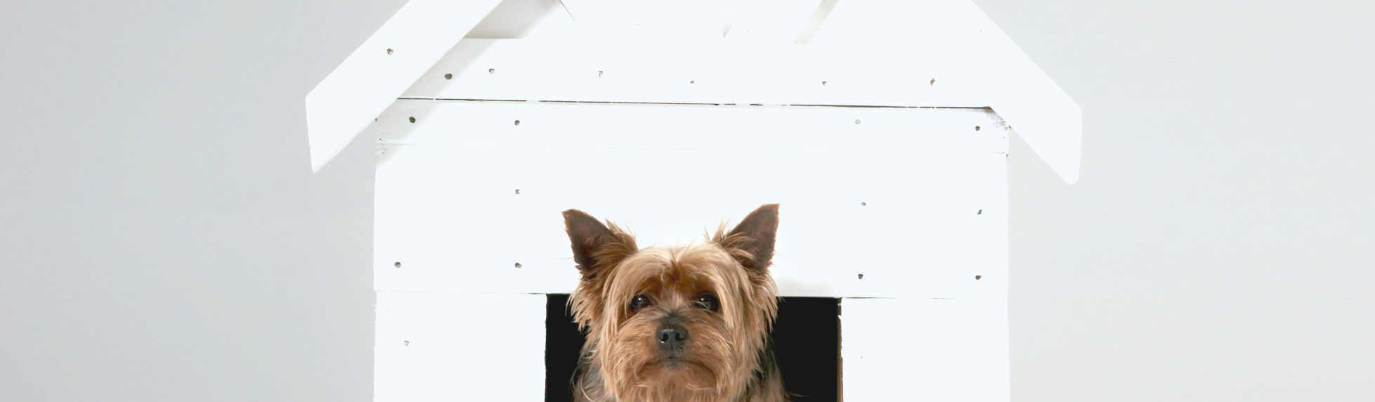 Dog House