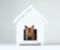 Dog House