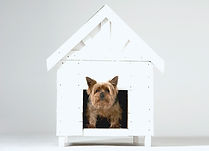 Dog House