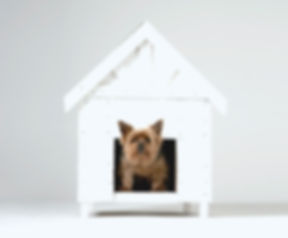 Dog House