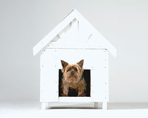 Dog House
