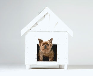 The Dog Spot | Training & Enrichment Center | Daycare | Training | Boarding
