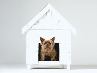 Missing our homes…(sad pet face here)