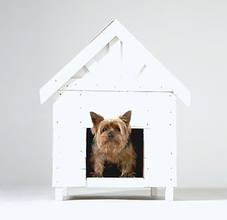 Dog Boarding