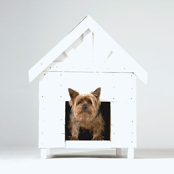 Dog House