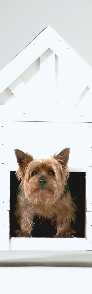 Dog House