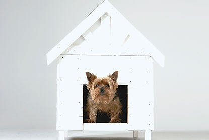 Dog House