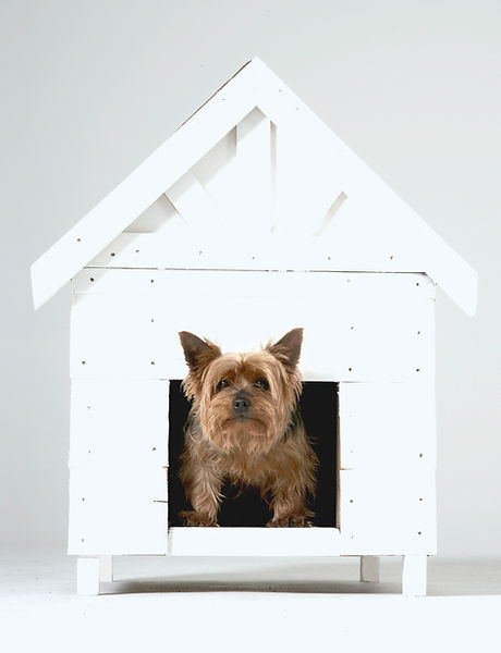 Dog House
