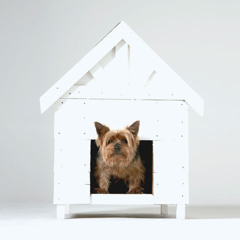First Days with Your New Dog: What to Expect and How to Settle In