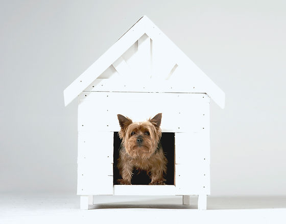 Dog House