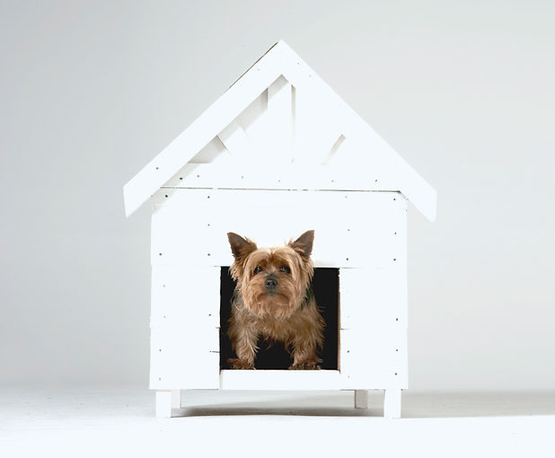 Dog House