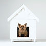 Dog House