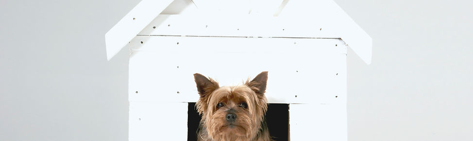 Dog House