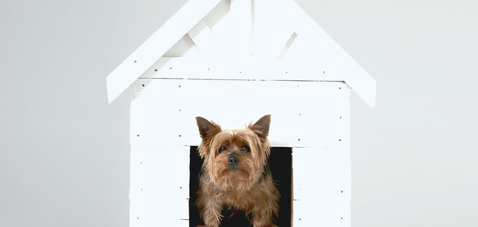 Dog House