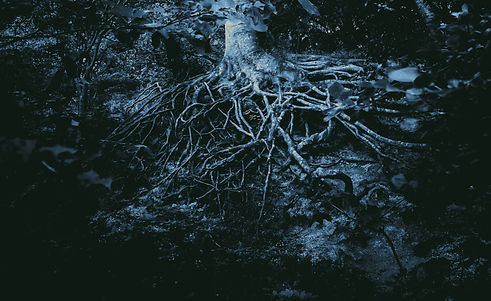 Rooted-TreatedPhotoset-06_edited.jpg
