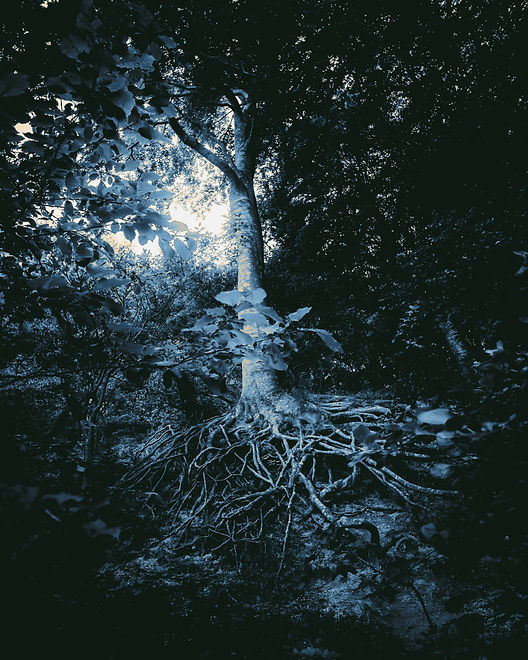 Rooted-TreatedPhotoset-06.jpg