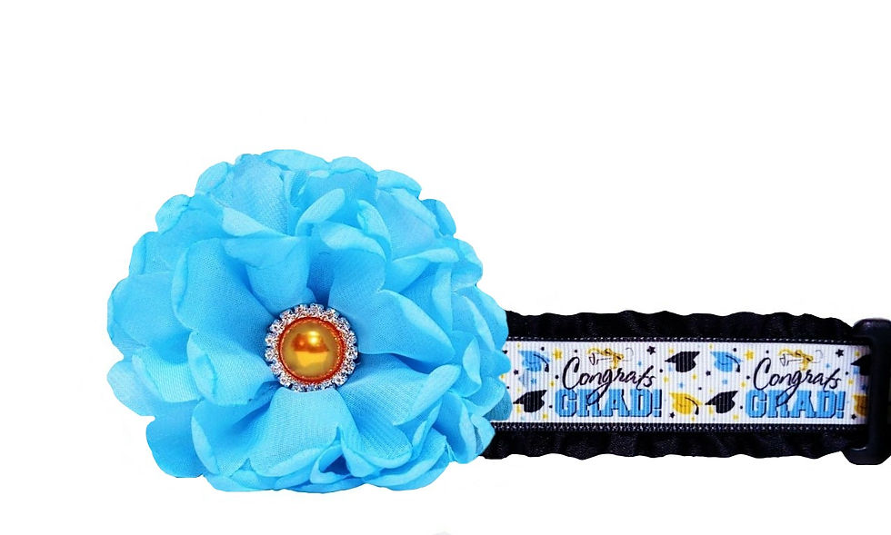 Graduation Dog Collar