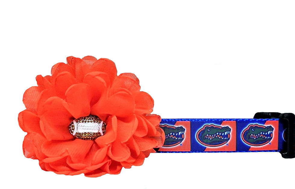 Florida Gators Dog Collar
