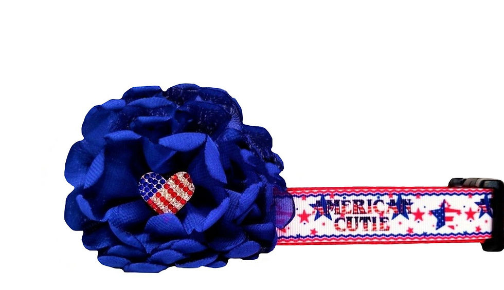 American Cutie 4th of July Dog Collar