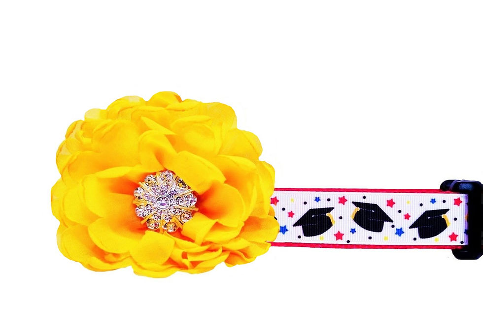 Graduation Dog Collar