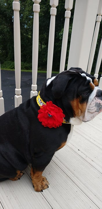Thumbnail: Flower Attachment for Dog Collar