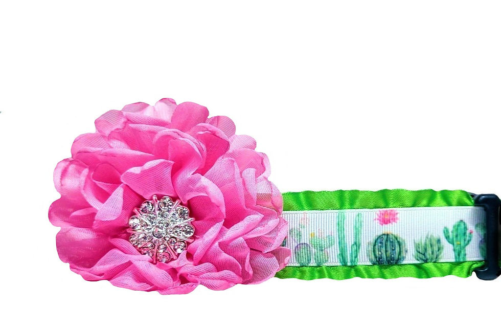 Cactus Southwestern Dog Collar