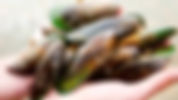 green lipped mussel