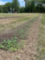 American elderberries Sambucus canadensis River Hills Harvest Cover crops in elderberry rows before commercially planting.