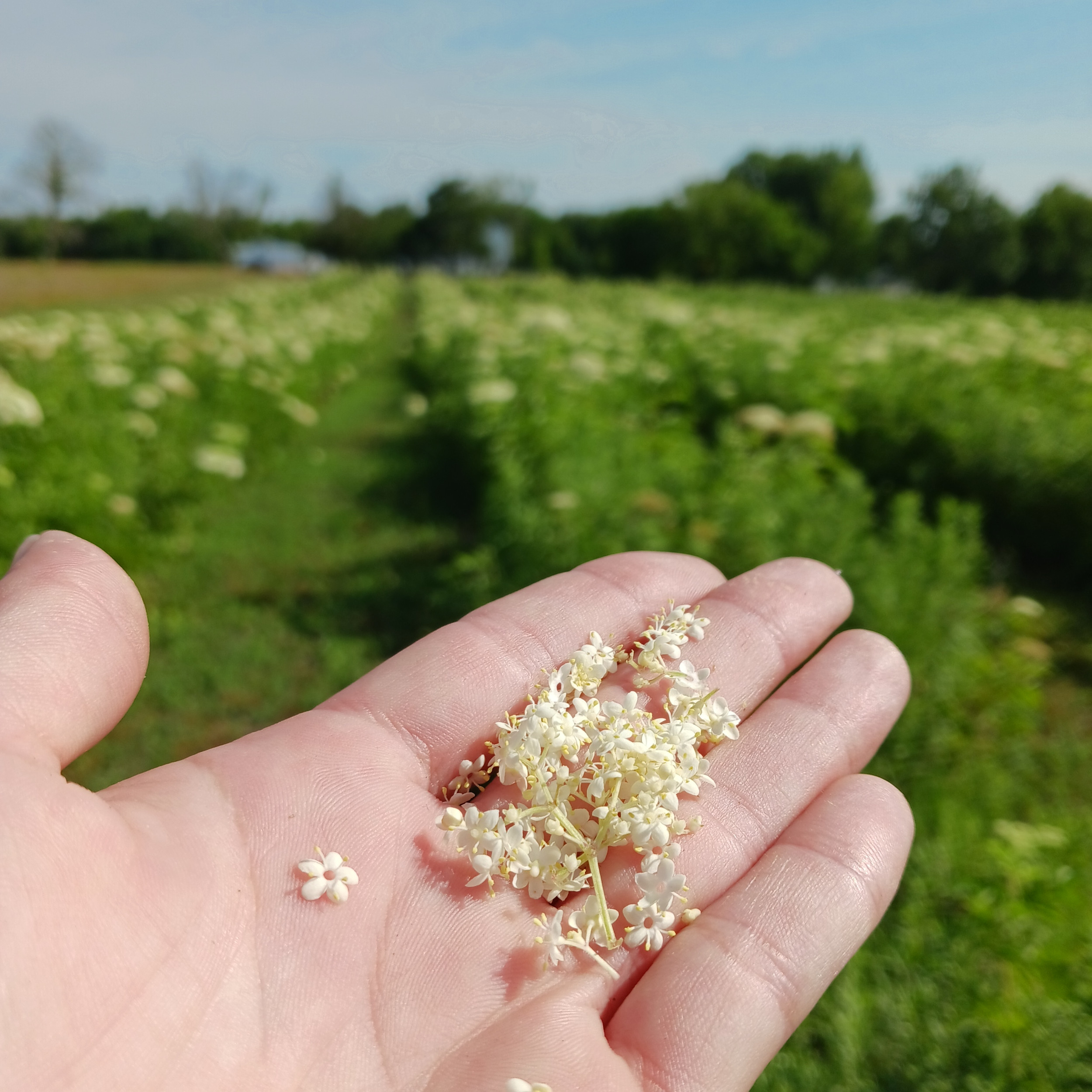 American Elderberry River Hills Harvest