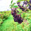 Thumbnail: Pre-Order Small Elderberry Plants