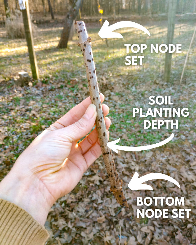 Elderberry cutting with top and bottom node set labeled as well as soil planting depth at River Hills Harvest.