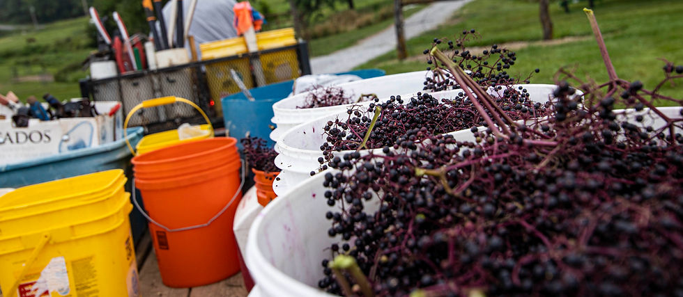 Freshly harvested elderberries at River Hills Harvest being transported in buckets.