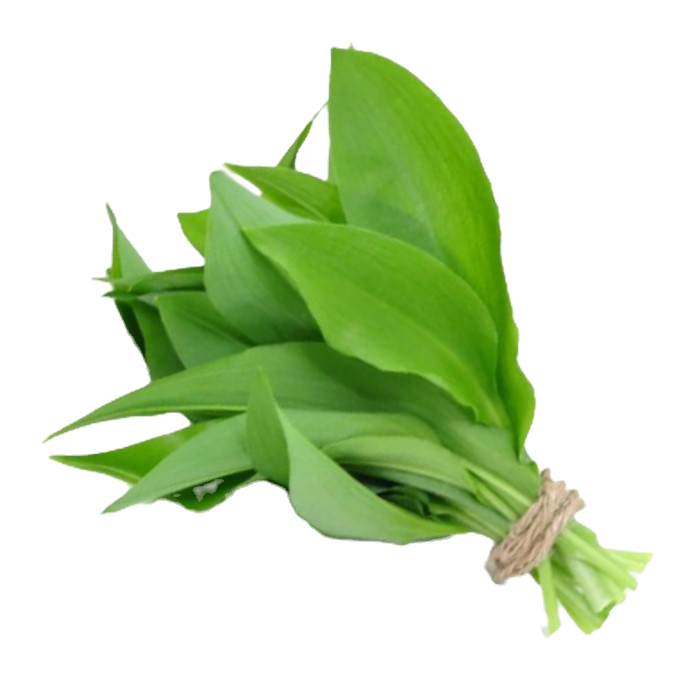 ein 70 gramm bund mit frischem Bärlauch