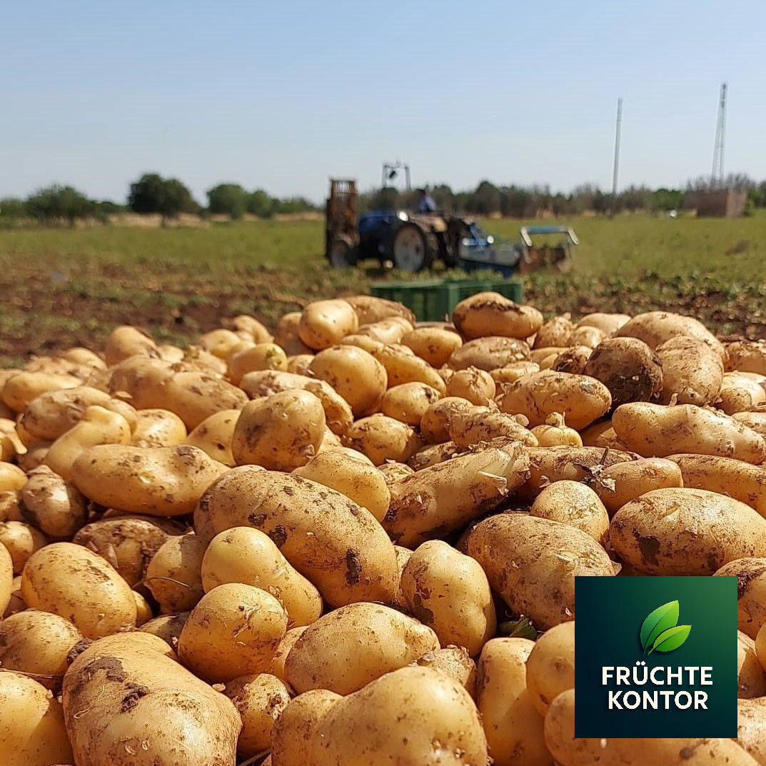 Die legänderen Frühkartoffeln Galatina Sieglinde 1kg vom Früchte-Kontor
