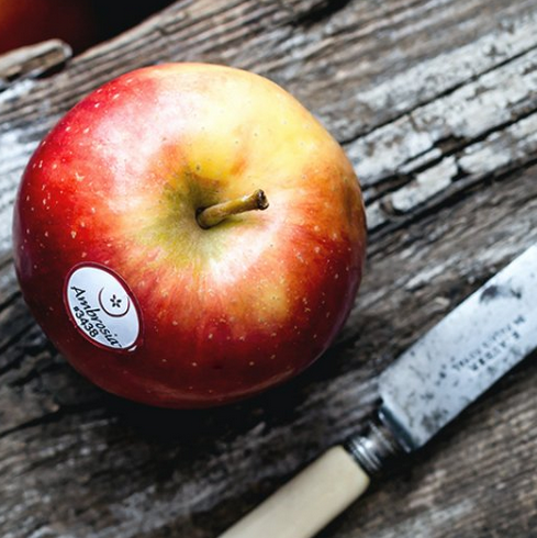 apfel-ambrosia-vom-früchte-kontor