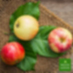 apfel-gala-vom-fruechte-kontor