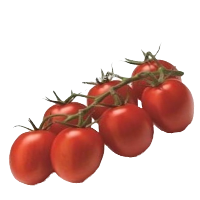 Romastrauch Flaschentomaten kaufen