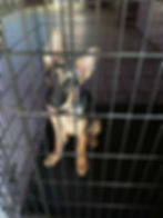 german shepherd puppy sitting in a kennel.