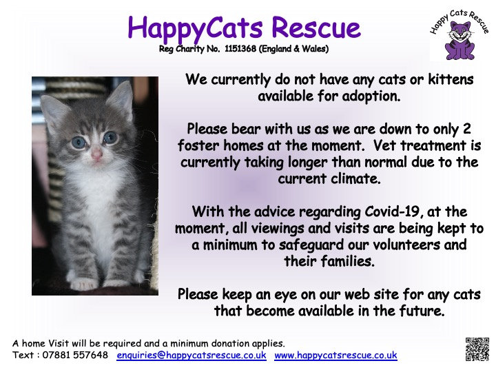 No Cats Available.jpeg