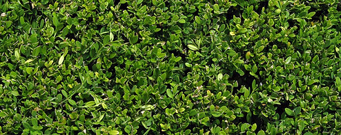 Bush Leaves