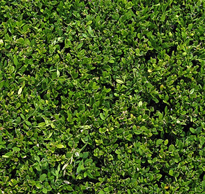 Bush Leaves