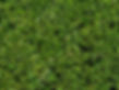 Bush Leaves