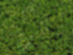 Bush Leaves