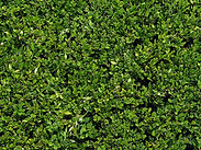 Bush Leaves