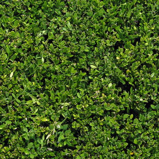 Bush Leaves