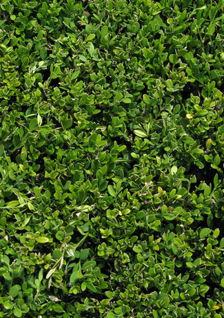 Bush Leaves